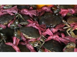 Salt farmers earn more by breeding crab in field