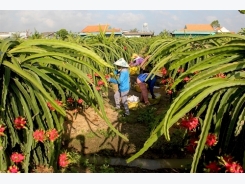 Để trái thanh long 'cập bến' những thị trường khó tính