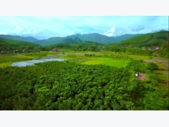 Chanh đào VietGap sai quả trên đất đồi Hoành Bồ