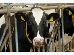 Cow facial recognition: It is really happening