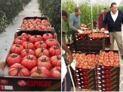 Domestic market will be key for Spanish tomatoes in future
