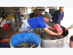 Giá cá lóc tăng mạnh, người nuôi bỏ túi hàng trăm triệu