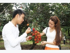 Ninh Thuận’s orchard model a success