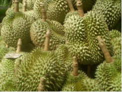 Mùa hạn, cây sầu riêng bị nấm tấn công