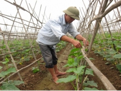 Hanoians want safe veggies, but supply is inefficient