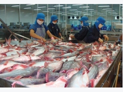 30 năm phát triển, xuất khẩu 2 tỷ USD, cá tra Việt vẫn “vô danh”