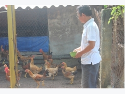 Hiệu quả từ mô hình nuôi gà theo hướng an toàn sinh học
