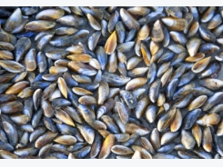 Aquaculture’s global potential revealed
