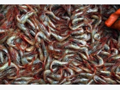 New England shrimp fishery likely to have new rules – if it reopens