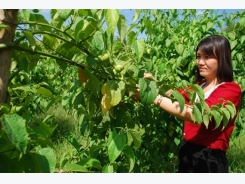 Qua Thái Lan và Campuchia xem bạn trồng cây sa chi