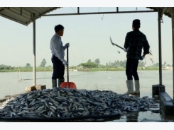 Kỹ thuật nuôi cá vược sạch, khỏe theo tiêu chuẩn VietGAP