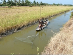 Cải tạo đồng ruộng sản xuất tôm - lúa nhằm thích ứng với biến đổi khí hậu