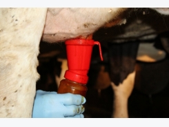 Cell counts: A crucial tool in mastitis management