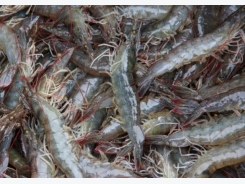 Shrimp thrive on fishmeal replacement