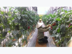 Lâm Đồng farmers go high tech