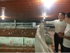 Trang trại gà đẻ hơn 330.000 con 'xịn' nhất Tiền Giang