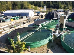 Sturgeon aquaculture in British Columbia: Are we there yet?