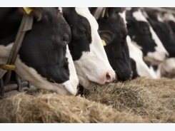 Amino acid nutrition key for dairy cows