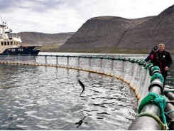 Iceland looks to the future of aquaculture