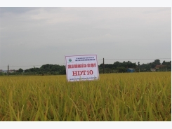 HDT10 - giống lúa thơm chất lượng cao