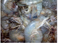 Novel protein shown to boost shrimp survival