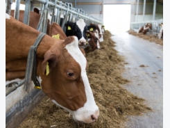 Finding cows in the stable made easy