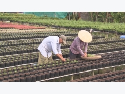 Trồng hoa trên giàn bằng kim loại