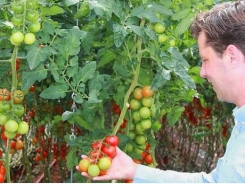 Dutch grower boosts tomato yield in LED trial