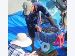 Farmers turn to shrimp as prices soar