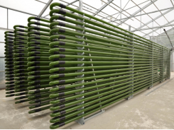 Công nghệ sản xuất vi tảo cho trại sản xuất giống