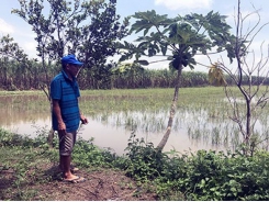 Mekong Delta farmers breed more fish during flood season