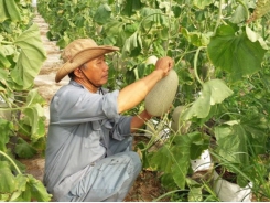 Vietnam, NZ agriculture ministers talk farm produce improvements