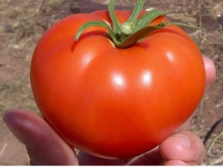 Tomatoes year-round – new cultivars