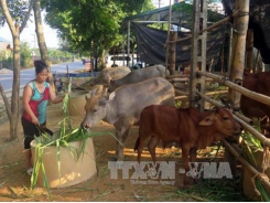 Người dân vùng cao Na Hang thoát nghèo nhờ chăn nuôi trâu, bò