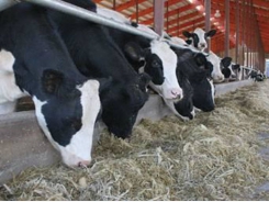 Prepartum DCAD nutrition leads to enhanced transition cow success