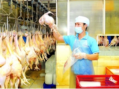 Positive signals for chicken exports to Japan