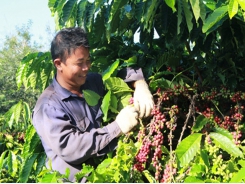 VN coffee industry feeling the heat from lower prices