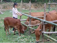 Thay đổi kỹ thuật nuôi bò: Dễ mà hiệu quả