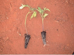 Seedlings: Balancing fertility & hardening