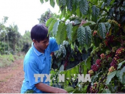 Nông dân Tây Nguyên chống rụng quả cho cây cà phê