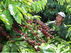 Vietnam’s processed coffee looks to create a buzz in global markets