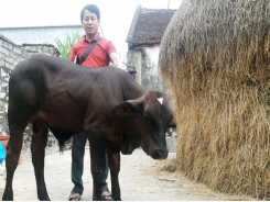 Vỗ béo bò 'lực sỹ'