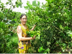 Trồng chanh không hạt - “1 vốn 4 lời”