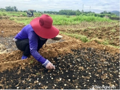 'Bí quyết' trồng hành tăm năng suất cao của nông dân Đô Lương