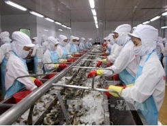 US lowers duty on Việt Nam’s shrimp exports