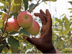 Free State apple farmers’ climate-smart management