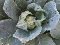 Practicing IPM with cabbages