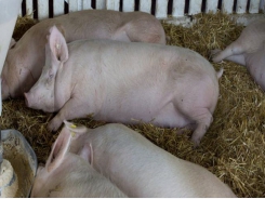 Reduced mineral digestibility may affect sow longevity