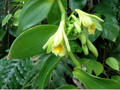 Producing real vanilla on Réunion Island