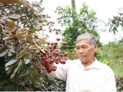 Farmer earns huge money from purple longan